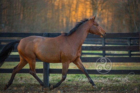 Ascent Equestrian